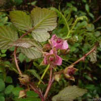 Rubus rosifolius Sm.
